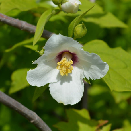 Close-up of a white Philadelphus ‘Belle Étoile’ flower with a golden centre and purple stain.