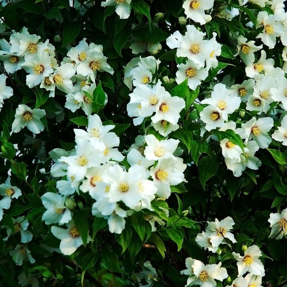 Philadelphus ‘Belle Étoile’ shrub densely covered in fragrant white flowers.