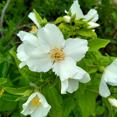 Open white Philadelphus ‘Belle Étoile’ flowers with faint maroon centres.