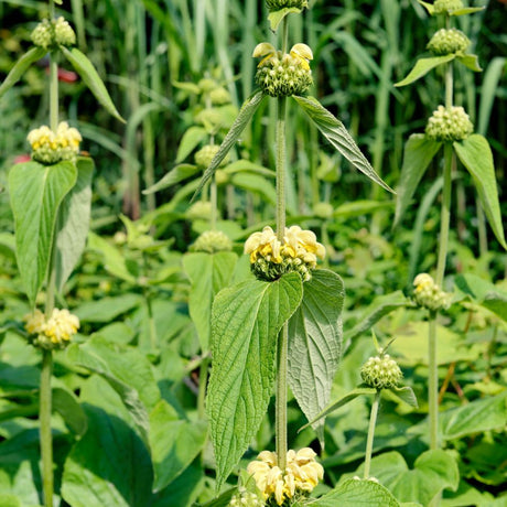 Close view of pale yellow Phlomis russeliana flowers arranged in rings around upright stems.