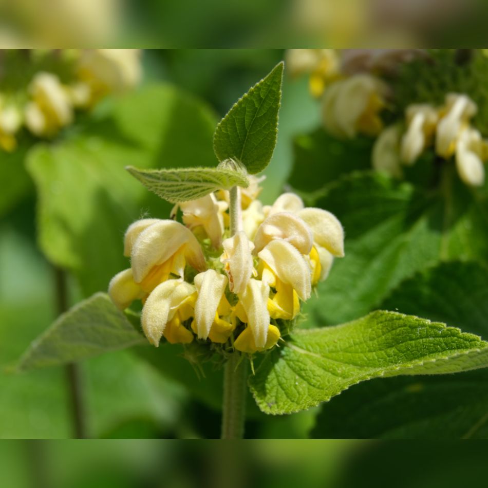 Phlomis russeliana