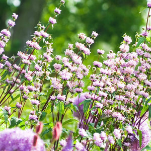 Phlomis tuberosa ‘Amazone’