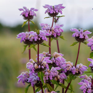 Phlomis tuberosa ‘Amazone’