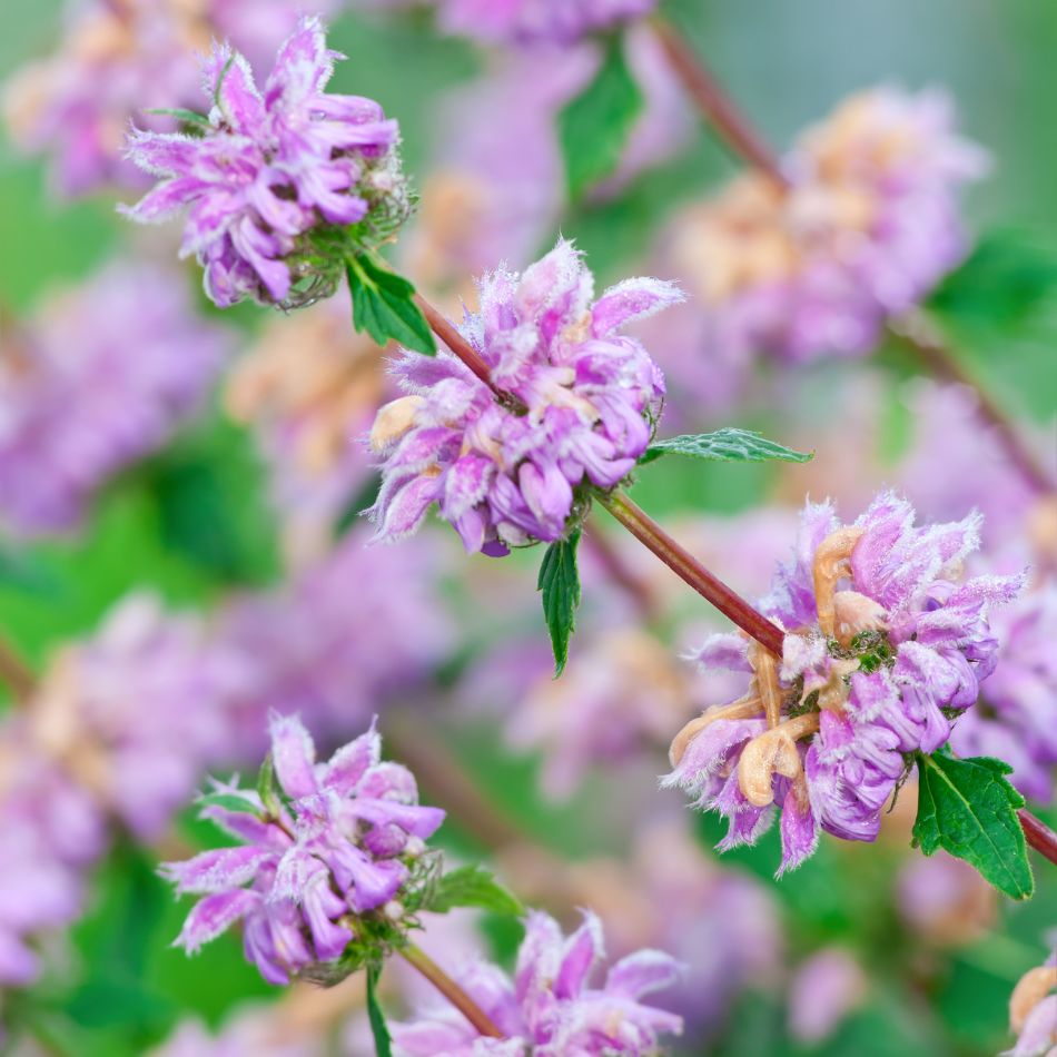 Phlomis tuberosa ‘Amazone’