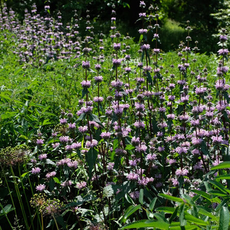 Phlomis tuberosa ‘Amazone’