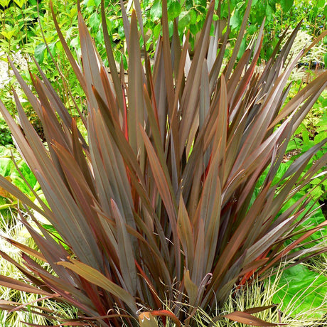 Close-up of upright reddish-bronze Phormium ‘Amazing Red’ strap-like leaves.