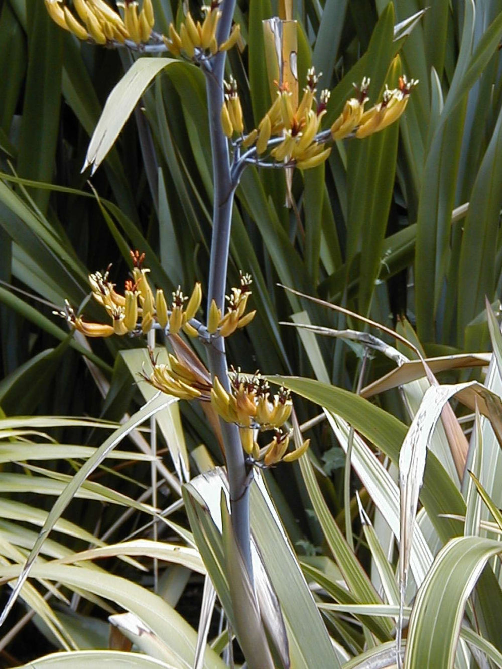 Phormium colensoi ‘Tricolor’