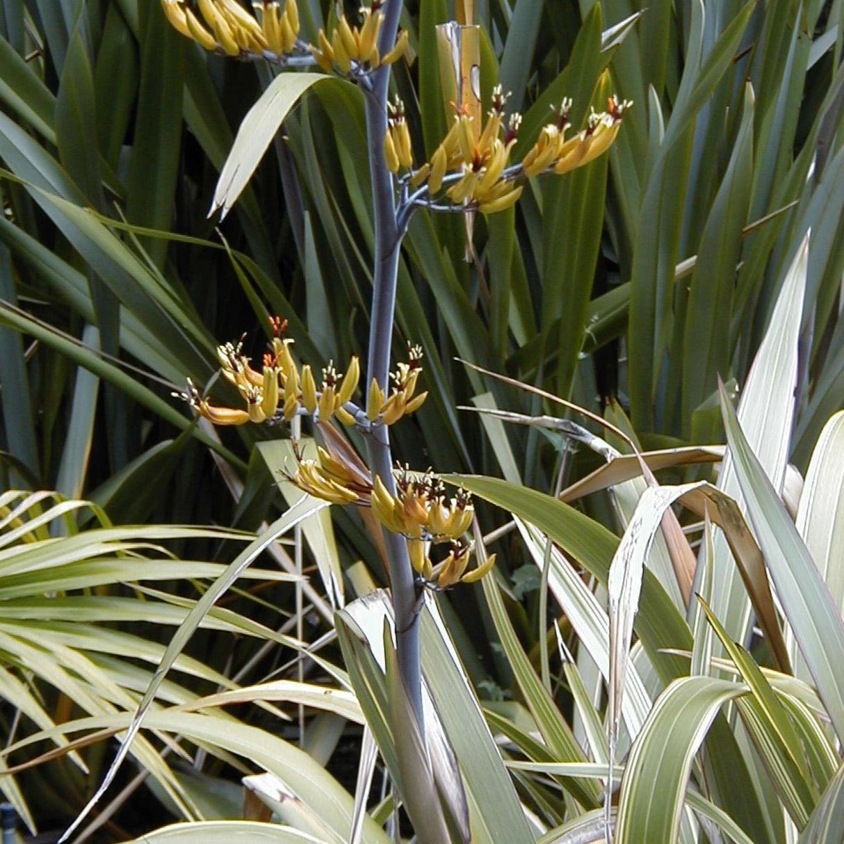 Phormium colensoi ‘Tricolor’