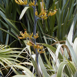 Phormium colensoi ‘Tricolor’
