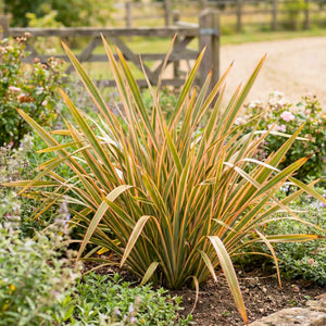 Phormium ‘Gold Ray’