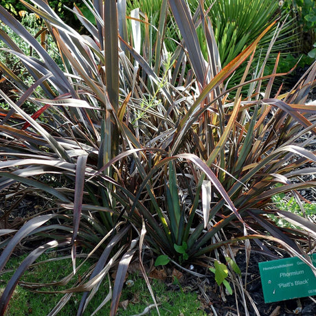 Garden clump of Phormium ‘Platt’s Black’ with upright near-black foliage.