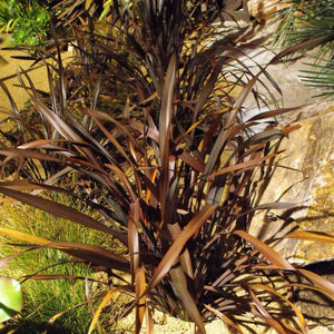 Dark bronze-black Phormium ‘Platt’s Black’ leaves glowing in dappled light.