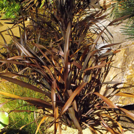 Dark bronze-black Phormium ‘Platt’s Black’ leaves glowing in dappled light.