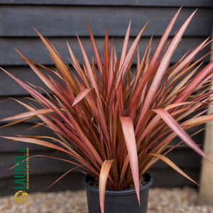 Phormium ‘Red Sensation’