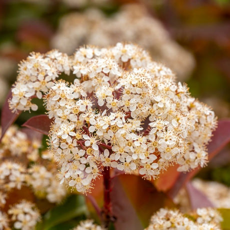 Close-up of a creamy white Photinia ‘Red Robin’ flower cluster above coppery leaves.