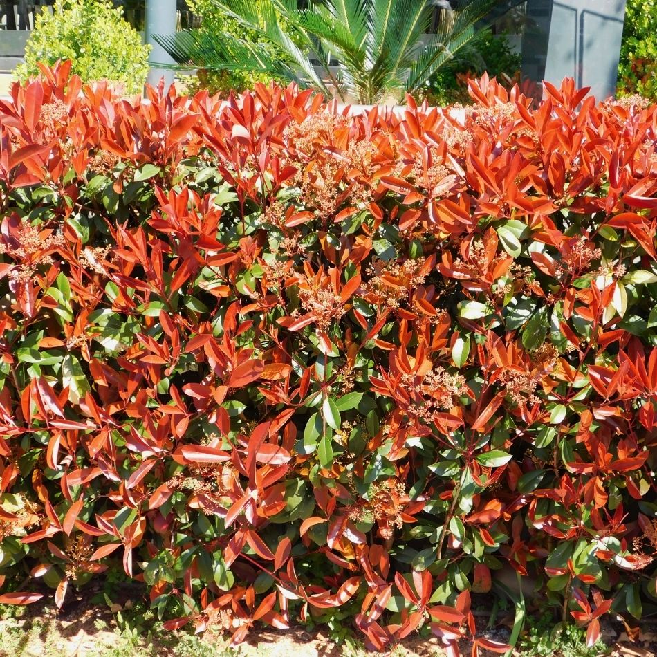 Photinia × fraseri ‘Red Robin’ (Pleached)