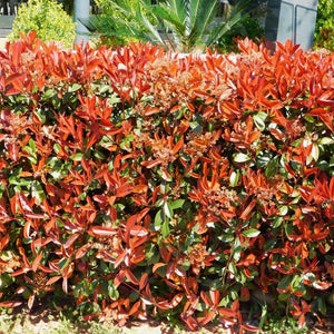 Photinia × fraseri ‘Red Robin’ (Pleached)