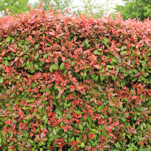Photinia × fraseri ‘Red Robin’ (Hedging)