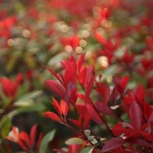 Close view of upright red young leaves on Photinia ‘Red Robin Compacta’.