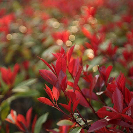 Close view of upright red young leaves on Photinia ‘Red Robin Compacta’.