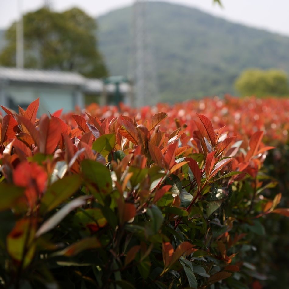 Trimmed Photinia ‘Red Robin Compacta’ hedge with glossy red shoots against a mountain backdrop.