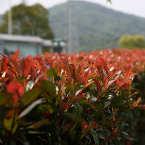 Trimmed Photinia ‘Red Robin Compacta’ hedge with glossy red shoots against a mountain backdrop.