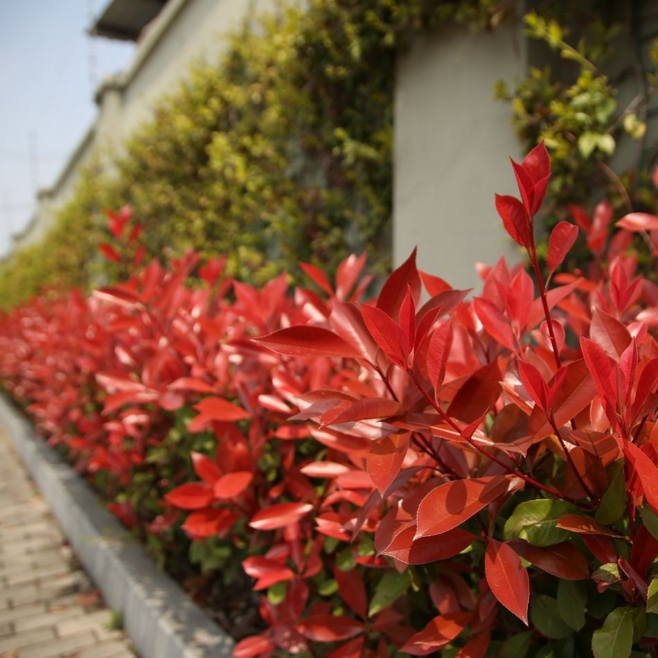 Low Photinia ‘Red Robin Compacta’ hedge with vivid scarlet new growth beside a wall.
