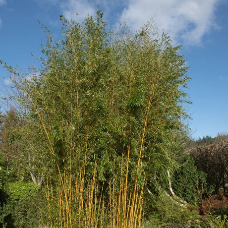 Tall grove of Phyllostachys ‘Aureocaulis’ with golden stems and a leafy green canopy.