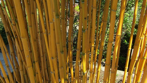 Bamboo
