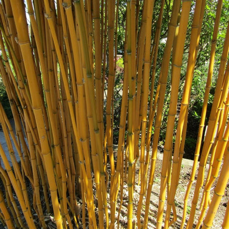 Dense cluster of golden-yellow bamboo canes with faint green vertical grooves.