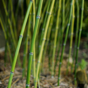 Phyllostachys bissetii