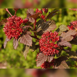 Red seed clusters among coppery Physocarpus opulifolius ‘Diable d’Or’ foliage.