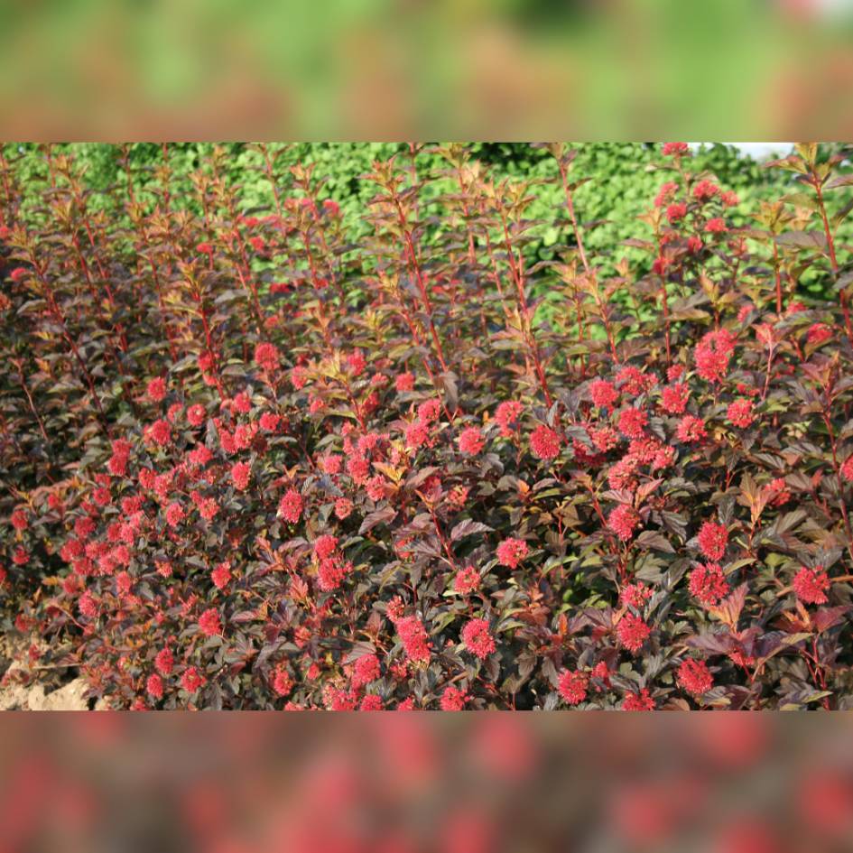 Dense mass of red and orange Physocarpus opulifolius ‘Diable d’Or’ leaves.