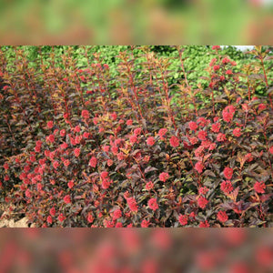 Dense mass of red and orange Physocarpus opulifolius ‘Diable d’Or’ leaves.