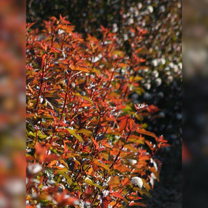 Sunlit Physocarpus opulifolius ‘Diable d’Or’ branches with vivid orange-red foliage.