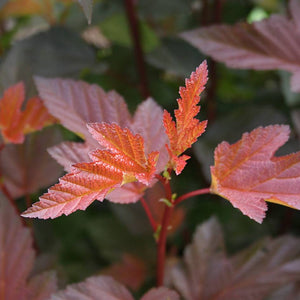 Copper-orange young leaves on Physocarpus opulifolius ‘Diable d’Or’.