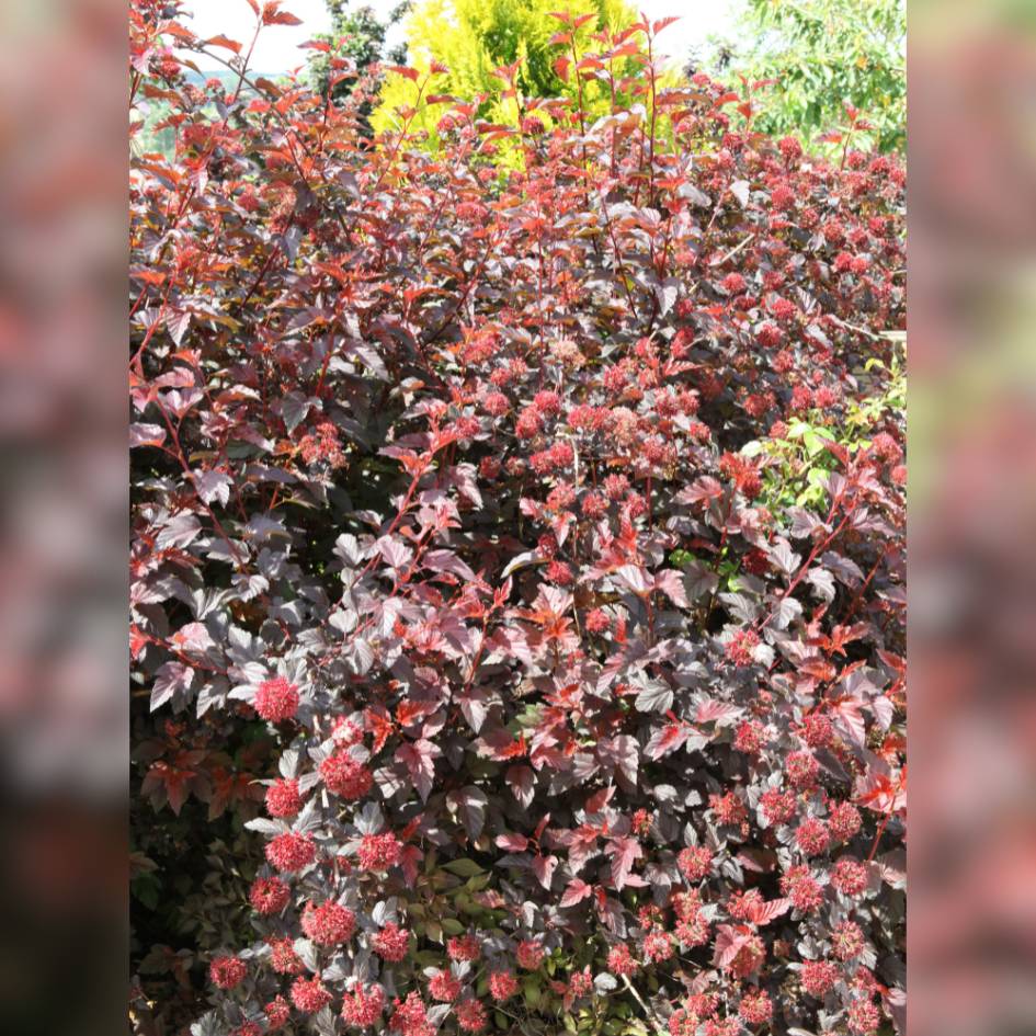 Physocarpus opulifolius ‘Lady in Red’