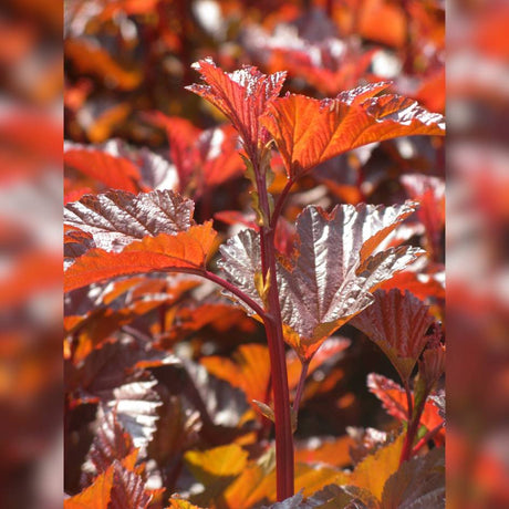Close-up of glossy copper-red Physocarpus opulifolius ‘Lady in Red’ leaves.