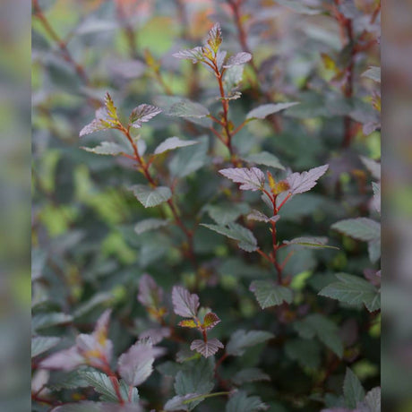 Physocarpus opulifolius ‘Little Joker’