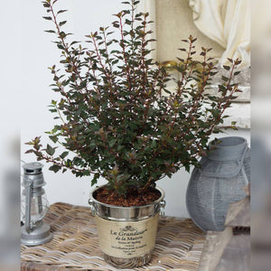 Physocarpus opulifolius ‘Little Joker’