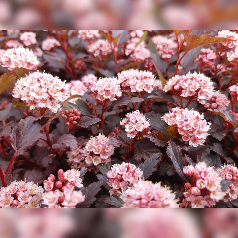 Physocarpus opulifolius ‘Little Joker’