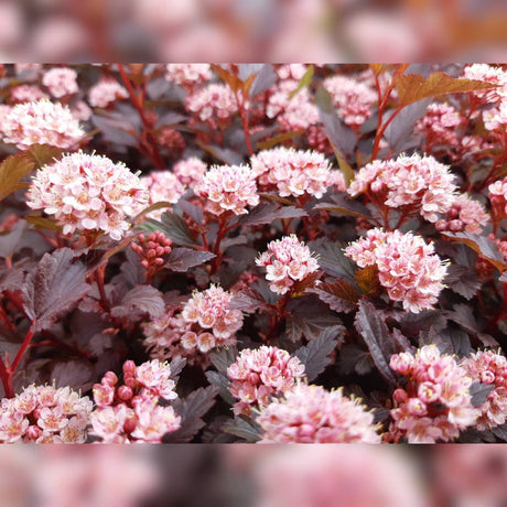 Pale pink Physocarpus opulifolius ‘Little Joker’ flower clusters over burgundy leaves.