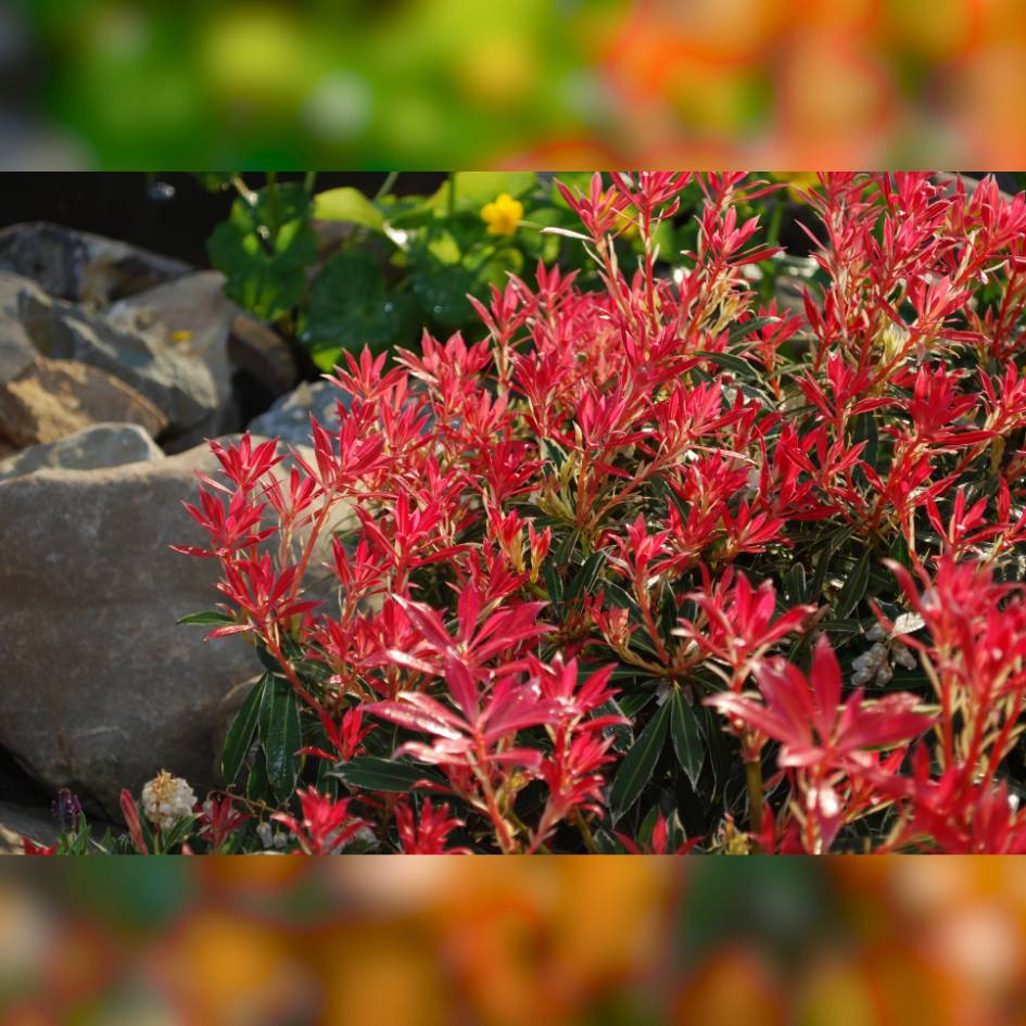 Pieris japonica ‘Flaming Silver’