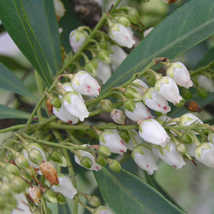 Pieris taiwanensis