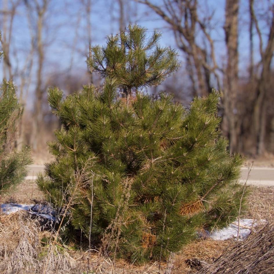 Pinus nigra subsp. nigra