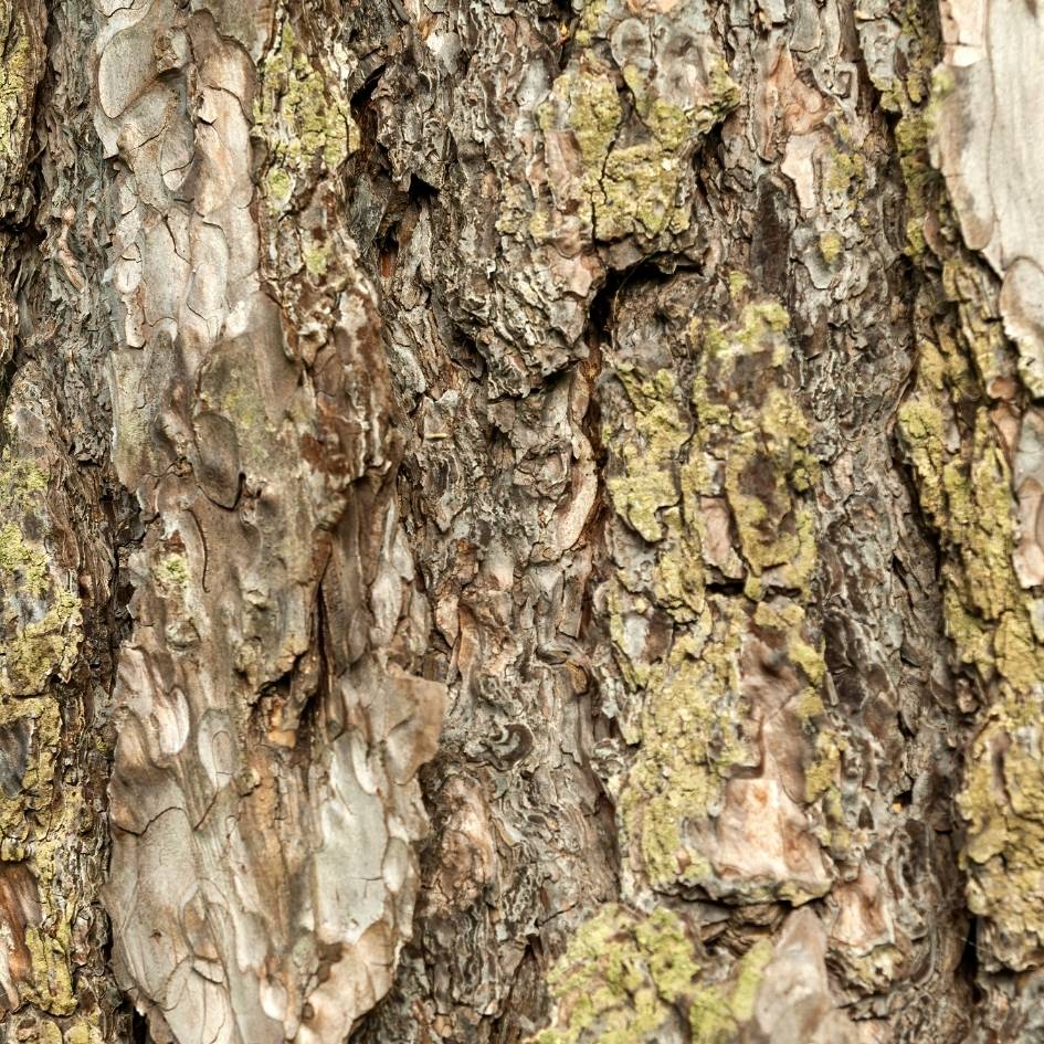 Pinus nigra subsp. nigra