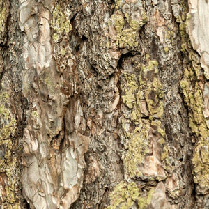 Pinus nigra subsp. nigra