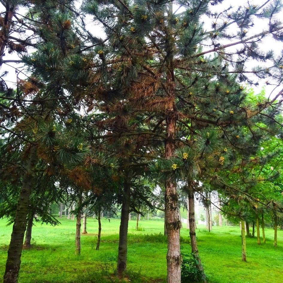 Pinus nigra subsp. nigra