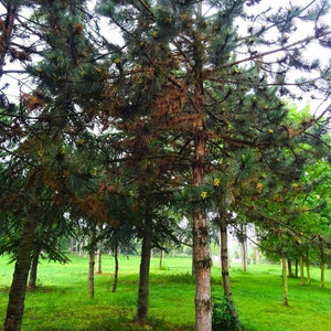 Pinus nigra subsp. nigra