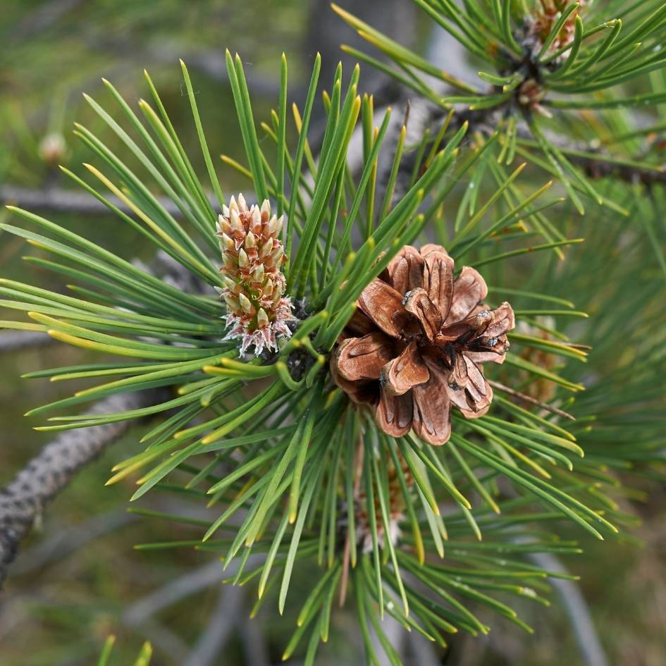 Pinus nigra subsp. nigra